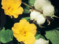 Gossypium herbaceum